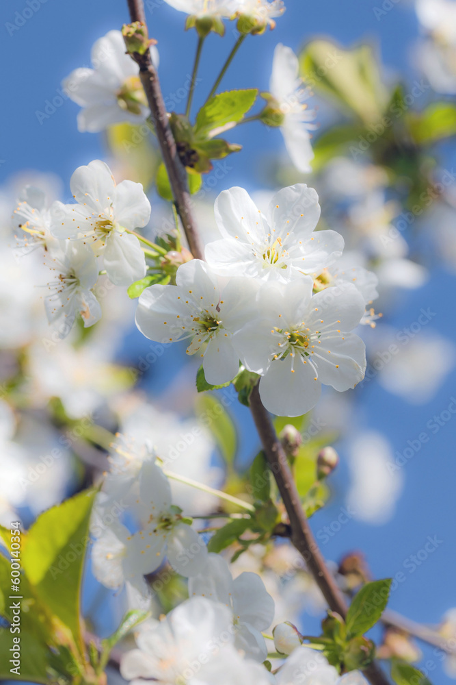 cherry tree blossom