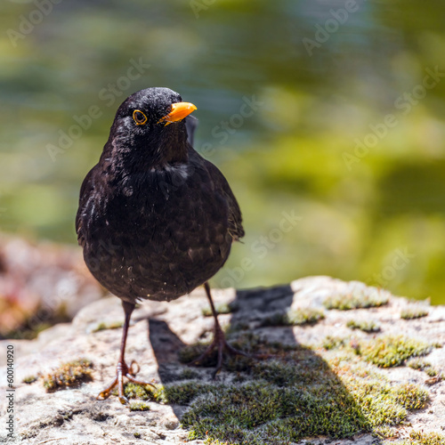 Portrait of a blackbird