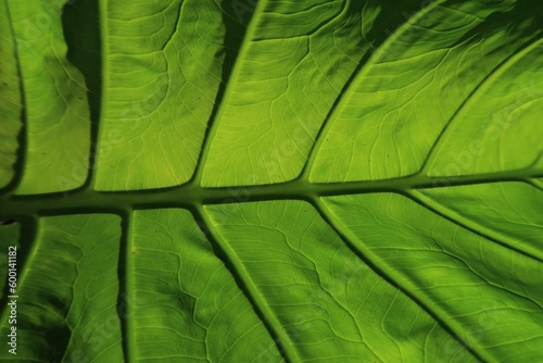 Quadro su tela close up  green leaf texture background