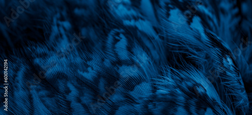 blue feathers of the owl with visible details
