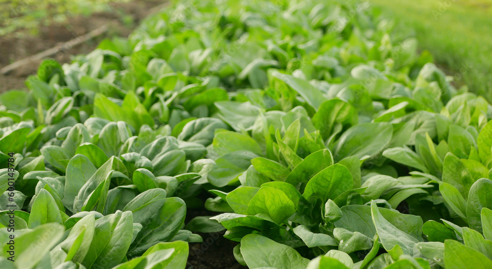 Fototapeta premium Spinach harvest field fresh vegetable Spinacia oleracea rows growing seedlings farm in plant farming. Young leaves leaf leafy green in rows, agriculture Czech bio organic cultivation closeup Europe