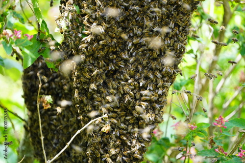 Swarm of Bees