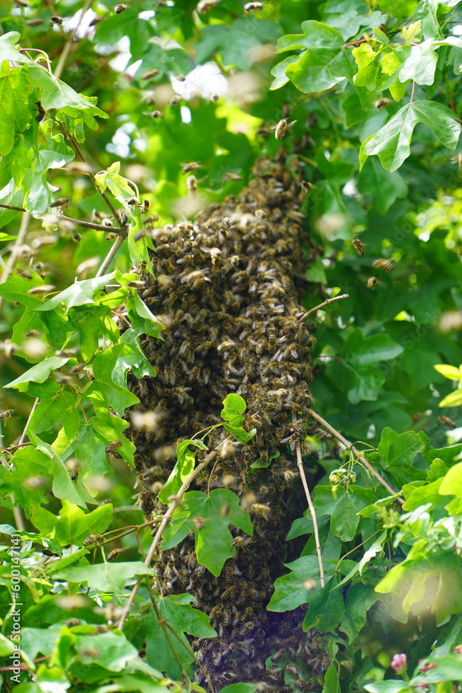 Swarm of Bees in a tree Swarm of Bees in a tree