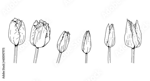 Tulip head hand drawn vector set