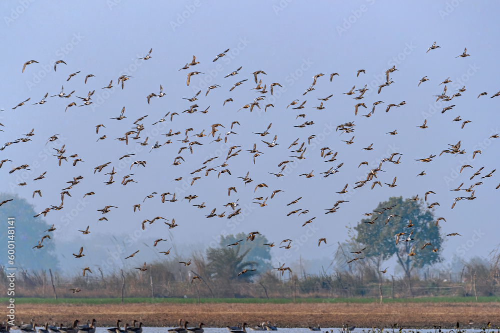 A Flock of birds flying over a lake
