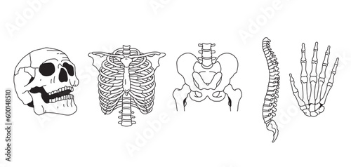 Human bones drawing illustrations including, skull, human body, hip bone, finger, spine bone