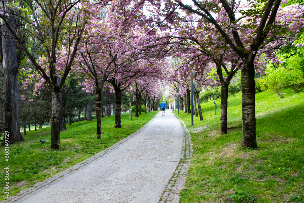 walking under the sakura blooming