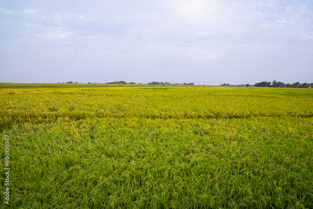 Natural landscape view of agriculture harvest Paddy rice field in Bangladesh