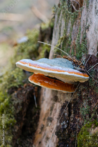 closeup of a chaga mushroom on a tree stump