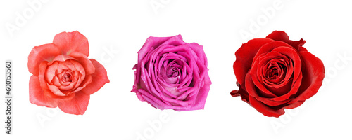 Set of orange, pink and red rose flowers isolated on white or transparent background