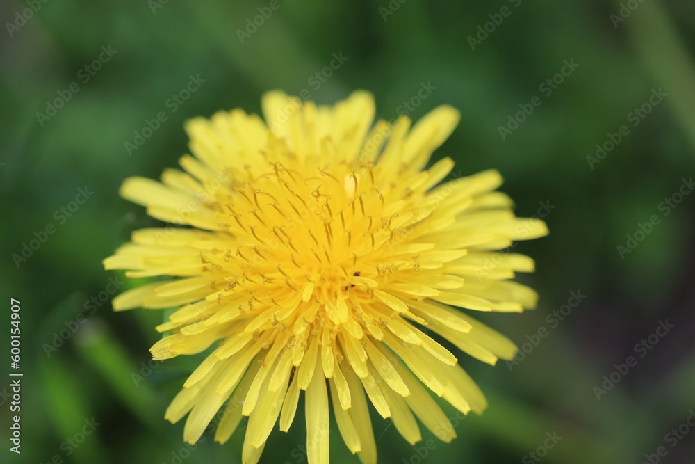 Löwenzahn Blüte Löwenzahn Blüte