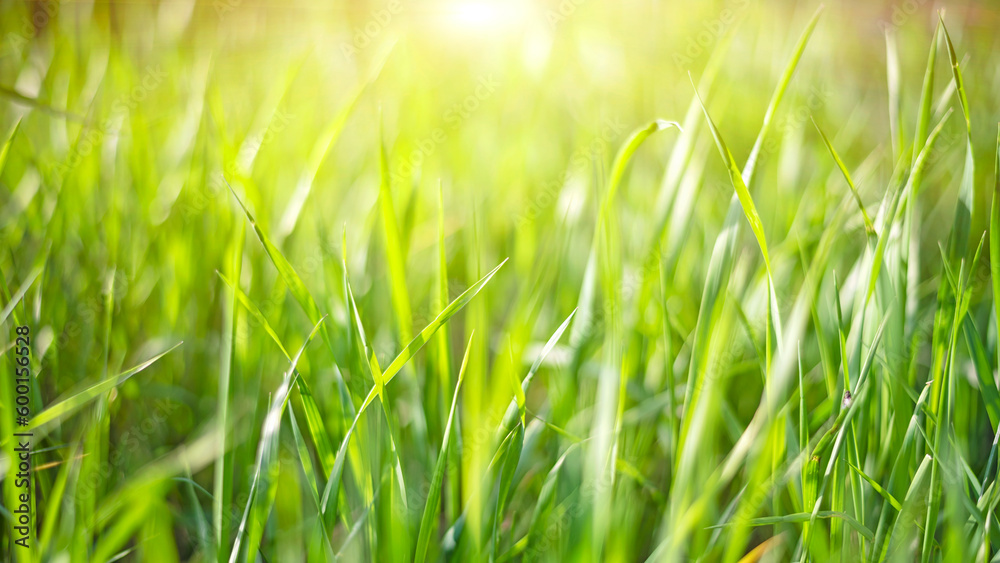 Natural background with young juicy green grass on a sunny day. Soft selective focus. Macro. Summer spring panorama banner.