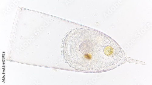 Marine tintinnid ciliate known as Favella sp. Stacked photo photo