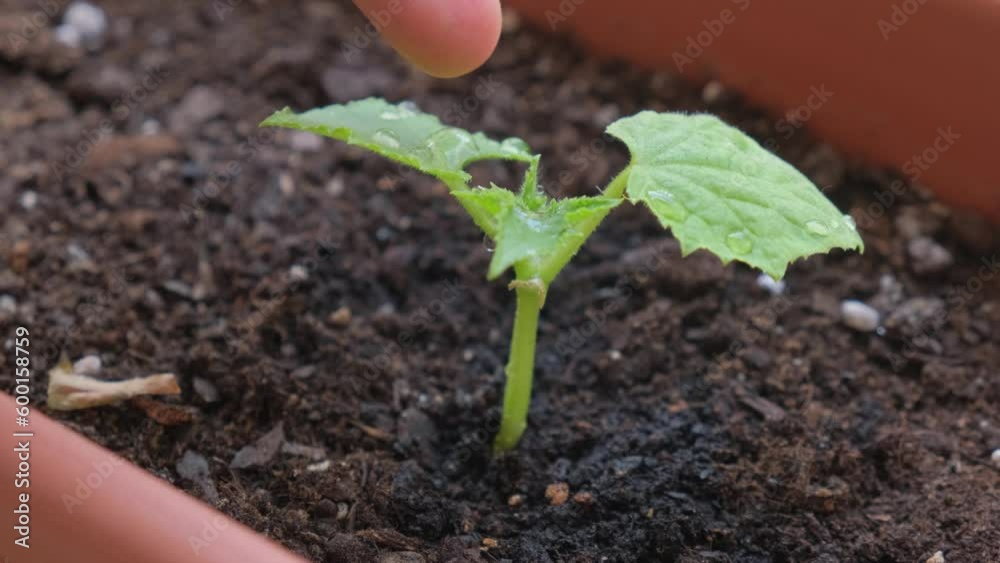 Green cucumber seedling with water drops on green leaves close-up.
