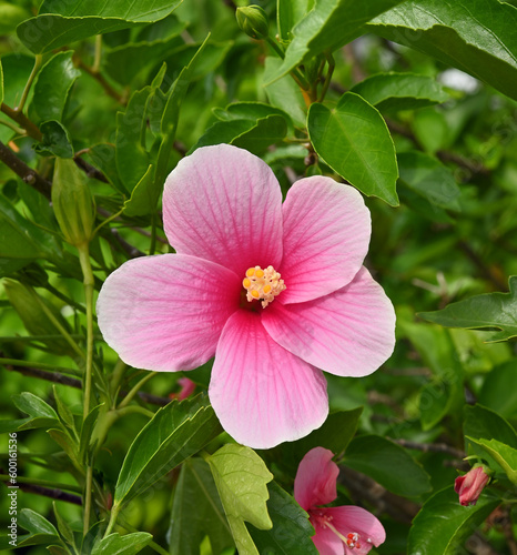 beautiful pink hibiscus flowers in nature Flower leaves and hibiscus in the garden