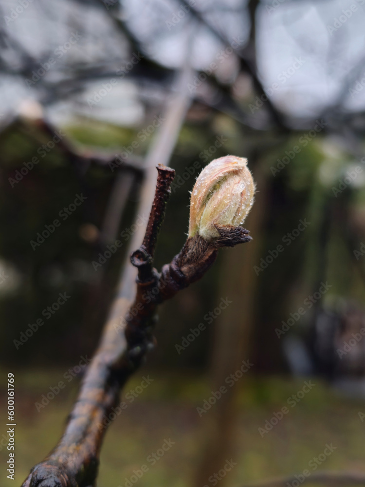First spring leaves and buds on branches on a sunny morning in Park Julianowski, Lodz, Poland. First spring leaves and buds on branches on a sunny morning in Park Julianowski, Lodz, Poland.
