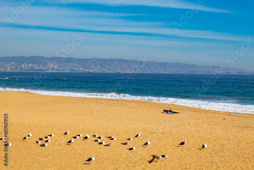 gaivotas na Praia Reñaca, Viña del Mar, Valparaíso Região do Chile