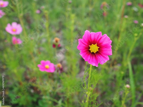 Mexican Daisy or Pink beautiful cosmos. Scientific name  Cosmos bipinnatus Cav.   Have light pink  pink purple  pinkish white has fragile petals of various colors that bloom in bloom in autumn 