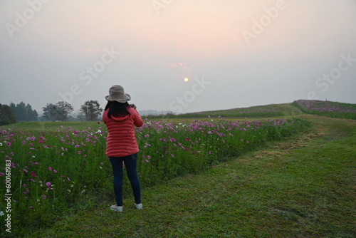 A female tourist is using a digital camera to take picture of field cosmos flowers in full bloom in the morning as the sun rises. Woman wearing red down jacket and yellow hat. Concept of relaxation 