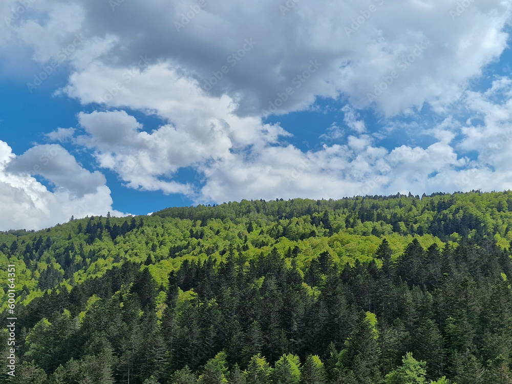 Fondo natural con detalle de bosque con arboles en varios tonos de color verde, cielo azul y nubes