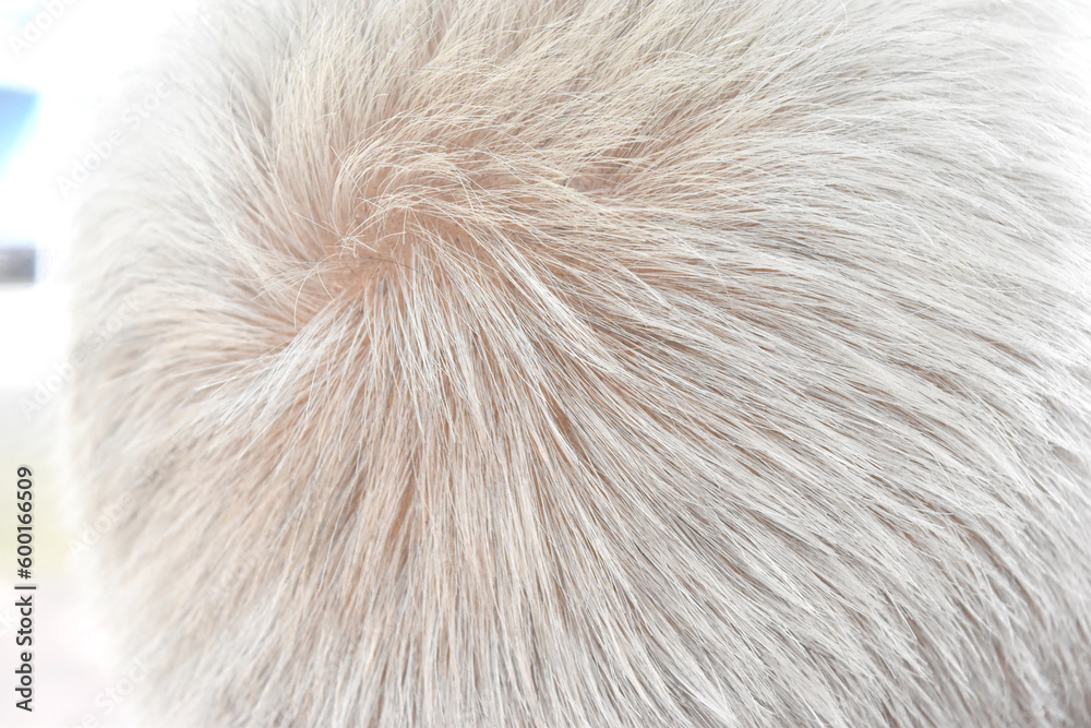 Close Up back view white hair of senior man.