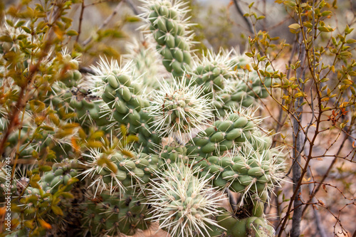 close up of cacti