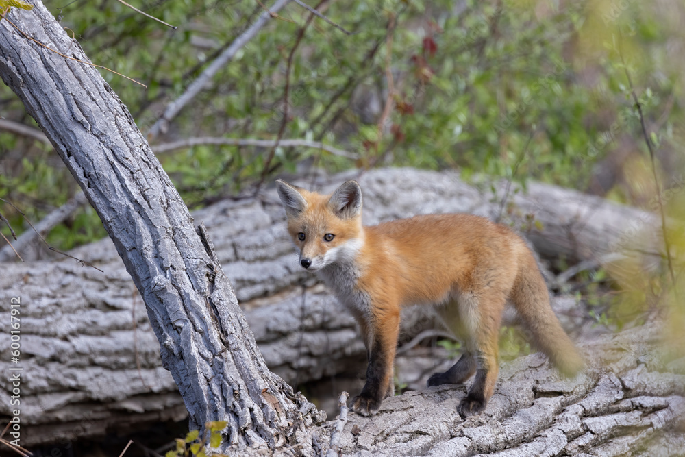 Young fox kits, less than four weeks old, explore surroundings while parents are nearby. Young fox kits, less than four weeks old, explore surroundings while parents are nearby.