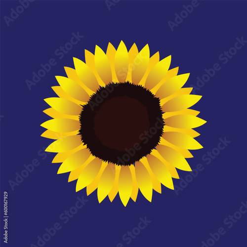 sunflower on blue background
