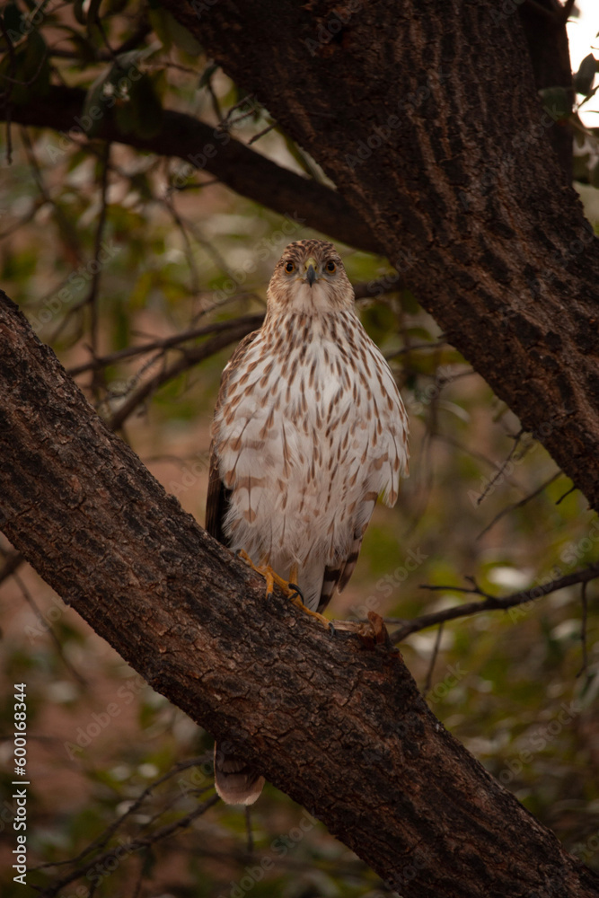 Obraz premium Hawk on a branch