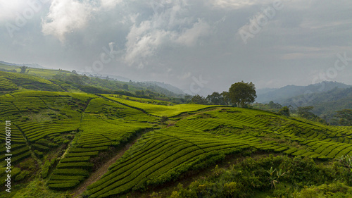 Hills with tea plantations Kayu Aro. Tea estate in Sumatra. Indonesia.