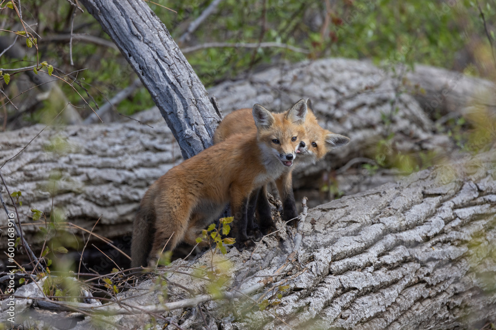 Fototapeta premium Young fox kits, less than four weeks old, explore surroundings while parents are nearby.