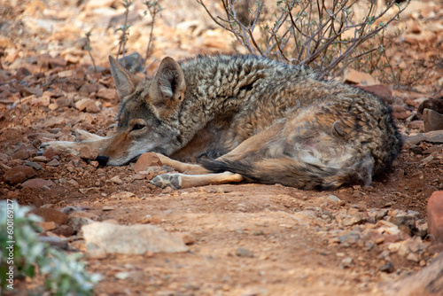 Sleepy coyote photo