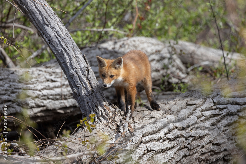Young fox kits, less than four weeks old, explore surroundings while parents are nearby. Young fox kits, less than four weeks old, explore surroundings while parents are nearby.