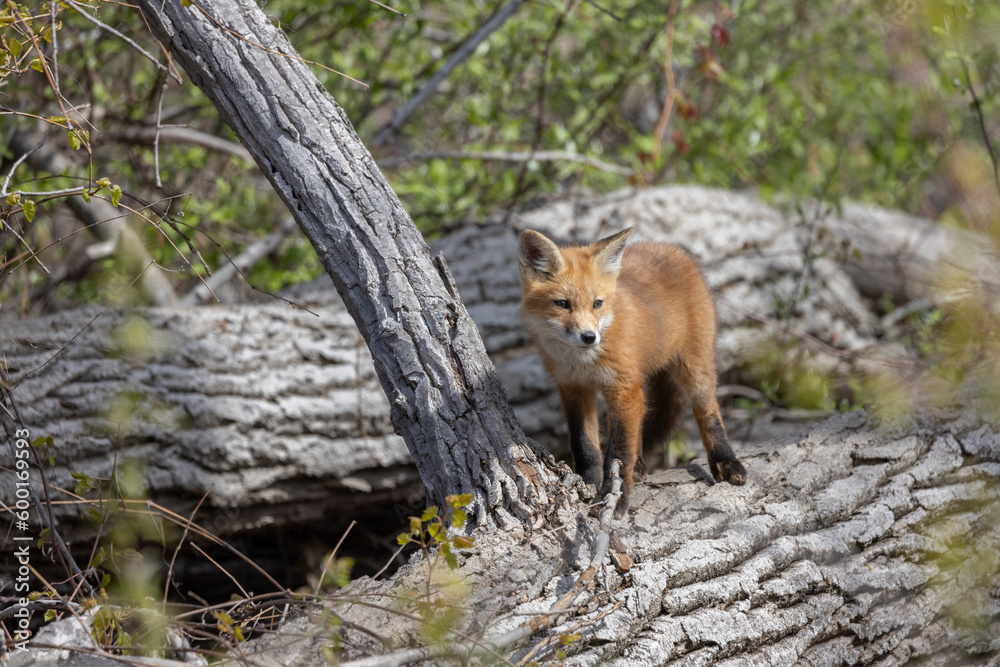 Obraz premium Young fox kits, less than four weeks old, explore surroundings while parents are nearby.