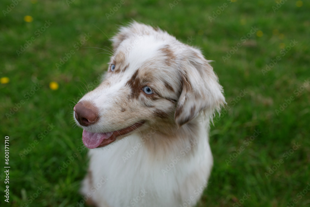 close-up of a blue merle australian shepherd dog with blue eyes, against a blurred background