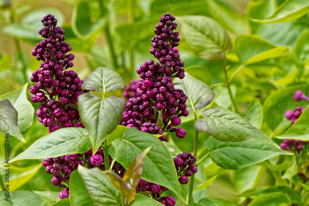 Obraz premium A lilac bush blooming in the spring .