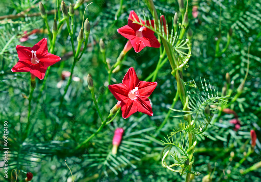 Cypress vine, cypressvine morning glory or cardinal creeper (Ipomoea quamoclit)