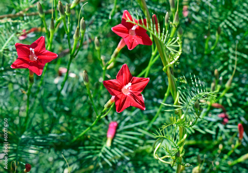 Obraz na płótnie Cypress vine, cypressvine morning glory or cardinal creeper (Ipomoea quamoclit) w salonie