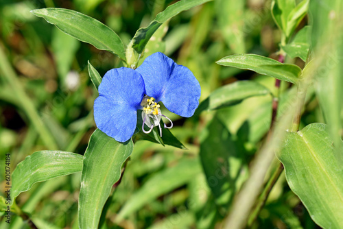 Slender dayflower (Commelina erecta) on garden photo