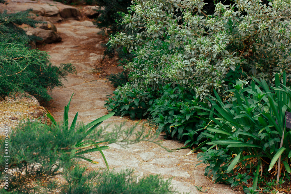 Obraz premium Stone paved pathway path among lush fresh green vegetation, grasses, leaves goes into a distance in a botanical garden, park, forest. Journey to nature into wild concept Plants growing in home orchard