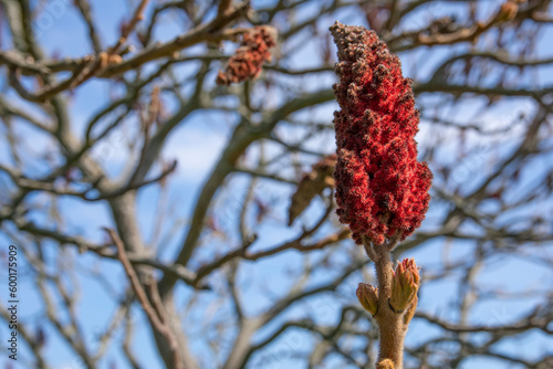 Rhus typhina, the staghorn sumac, detail of flower