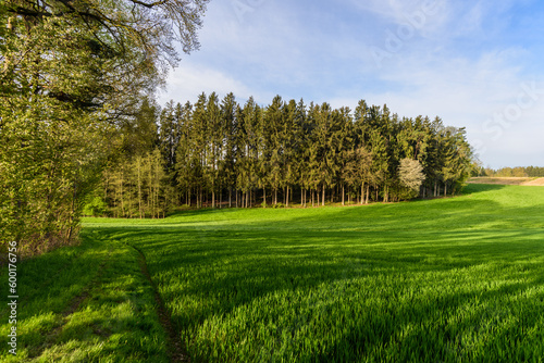 Waldrand und Wiese im Frühjahr mit Spuren