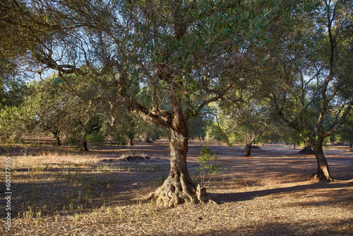 Italy, Puglia region. Traditional plantation of olive trees. photo