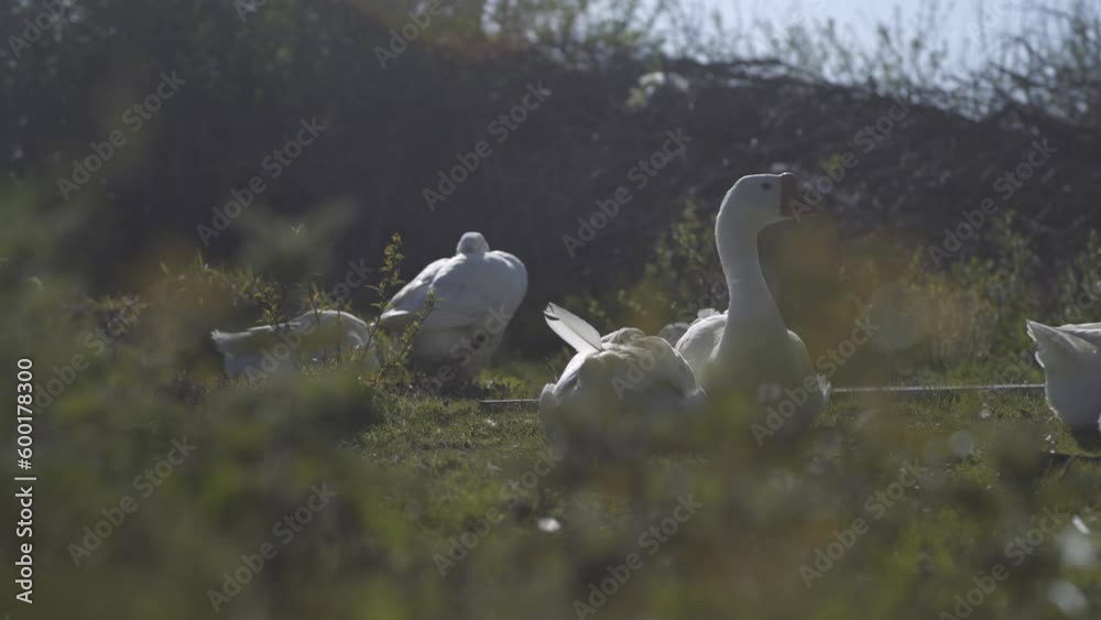 Group of geese resting lying in the grass. Poultry. Low angle shot Group of geese resting lying in the grass. Poultry. Low angle shot