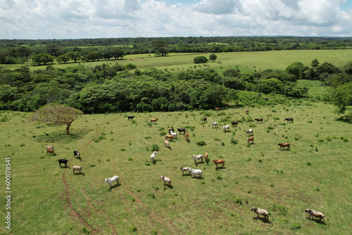 Ranch meadow for feeding cows