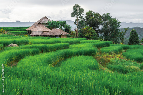 Bongpieng rice terrace on the mountain at chiengmai, The most beautiful rice terraces in Thailand