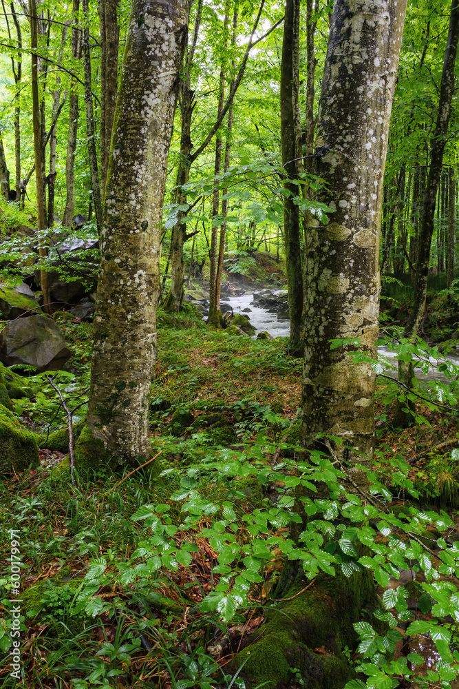 creek in the woods. beech trees on the shore. fresh summer morning creek in the woods. beech trees on the shore. fresh summer morning