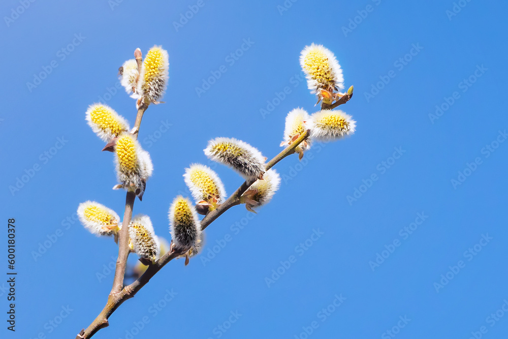 Fototapeta premium close-up willow branch with budding buds on blue sky background