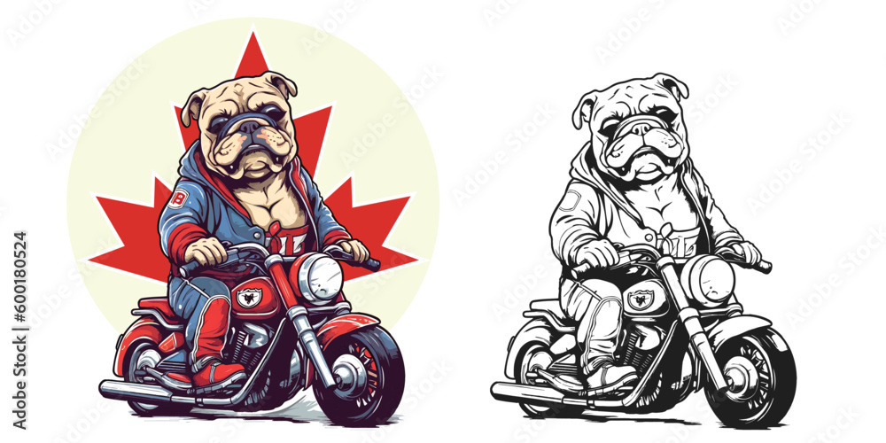 A bulldog riding a motorcycle in canadaday.Illustration of T-shirt design graphic. A bulldog riding a motorcycle in canadaday.Illustration of T-shirt design graphic.