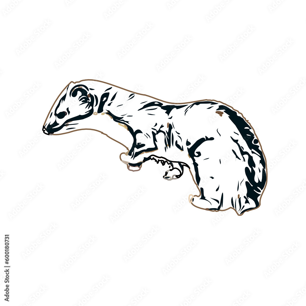 sketch of a weasel with a transparent background sketch of a weasel with a transparent background